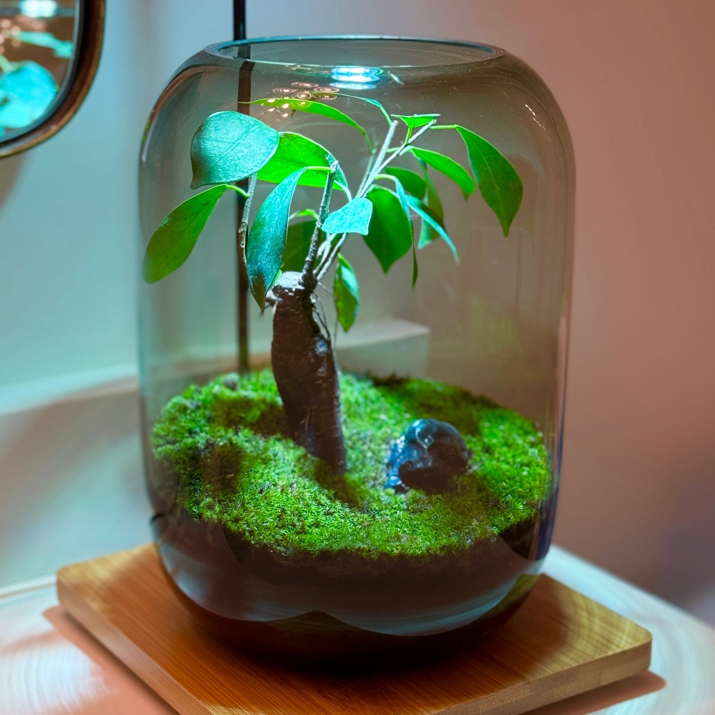 PlantOrb™ Tree Of Life