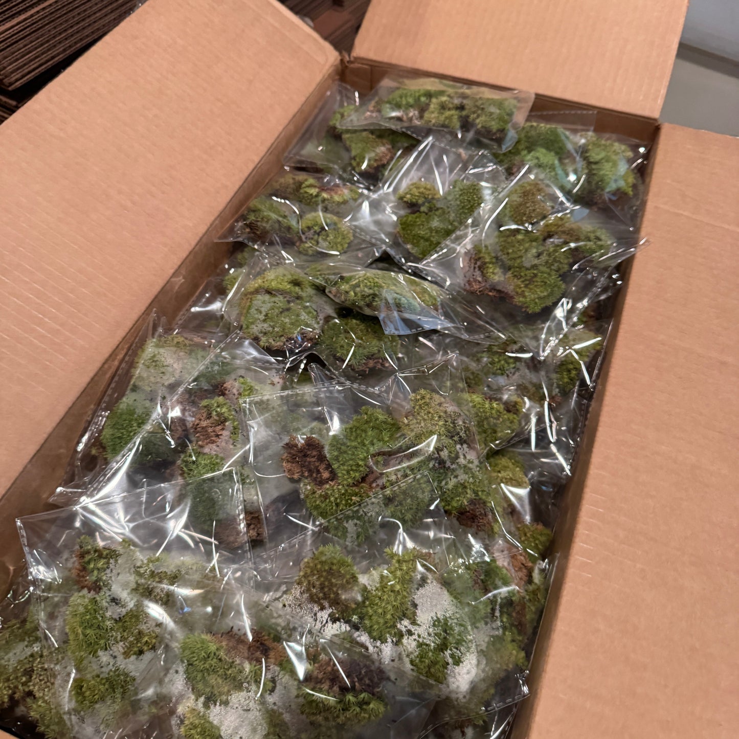 3 Plant Assortment & Cushion Moss