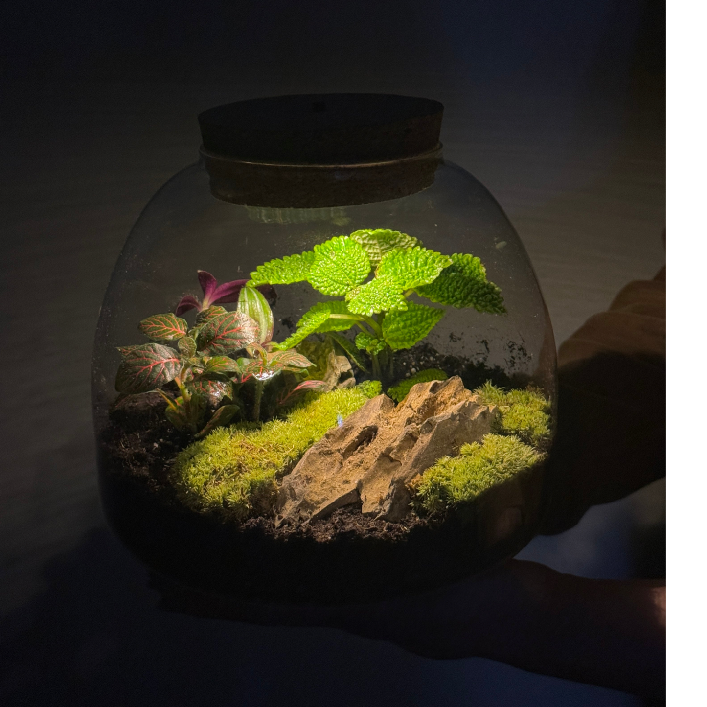 Light Up Terrarium Kit
