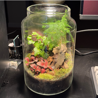 Light Up Terrarium Kit
