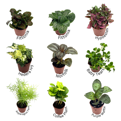 3 Plant Assortment & Cushion Moss
