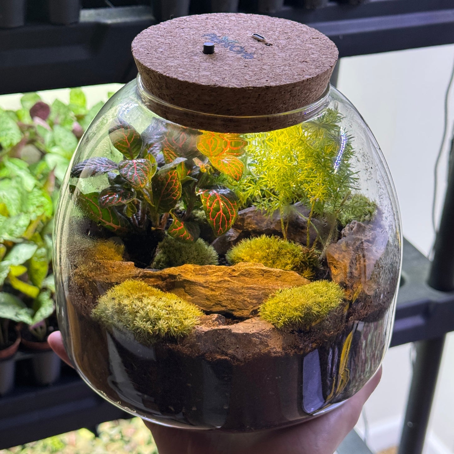 Light Up Terrarium Kit