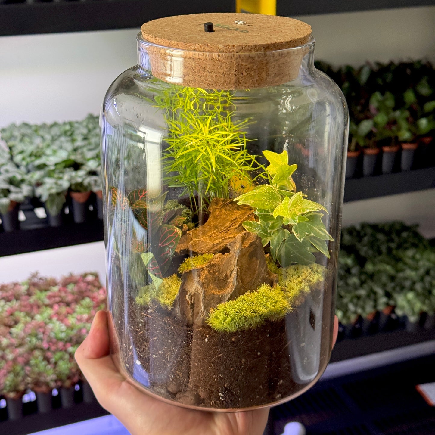 Light Up Terrarium Kit