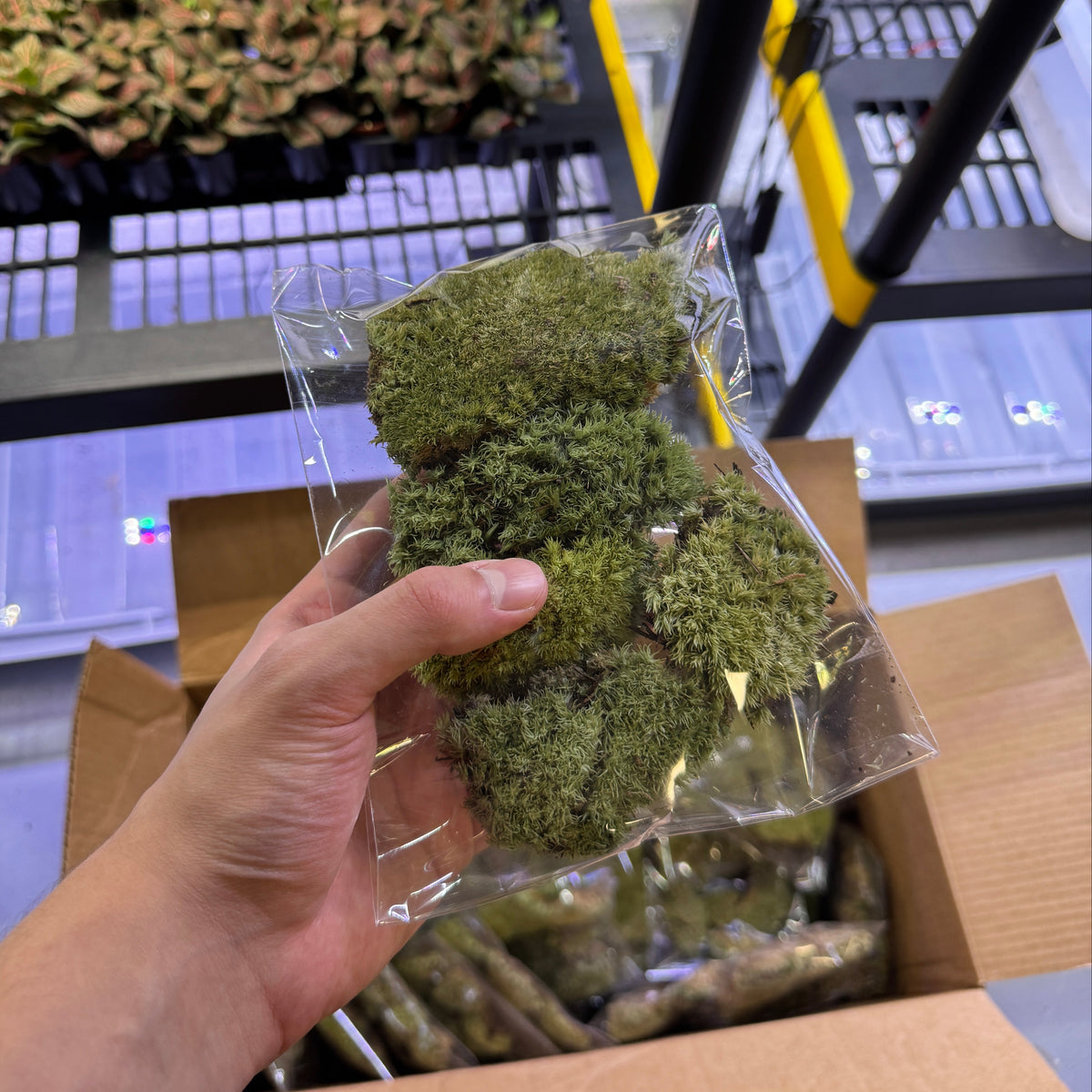 Cushion Moss - Leucobryum glaucum