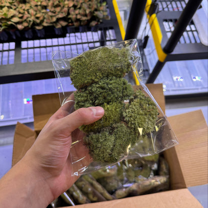 Cushion Moss - Leucobryum glaucum
