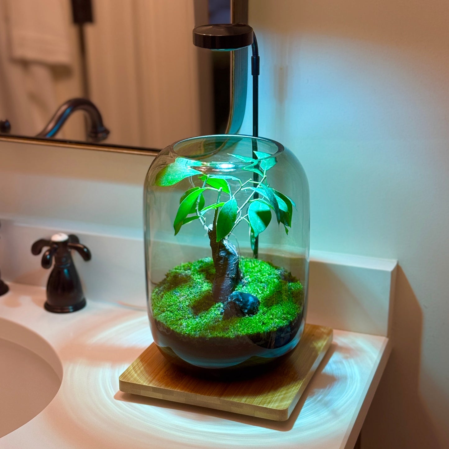 PlantOrb™ Tree Of Life