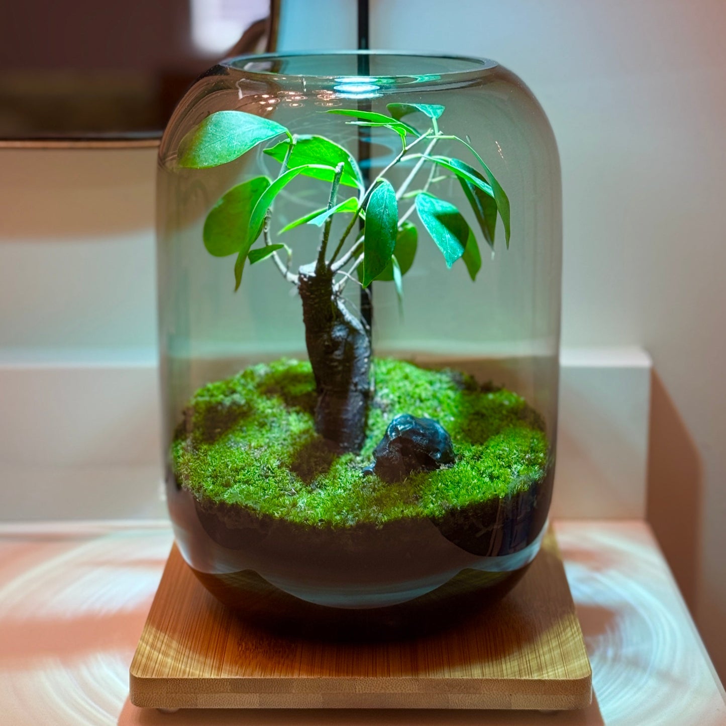 PlantOrb™ Tree Of Life