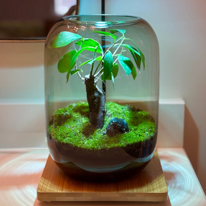 PlantOrb™ Tree Of Life