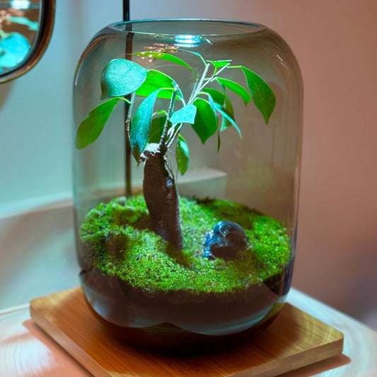 PlantOrb™ Tree Of Life