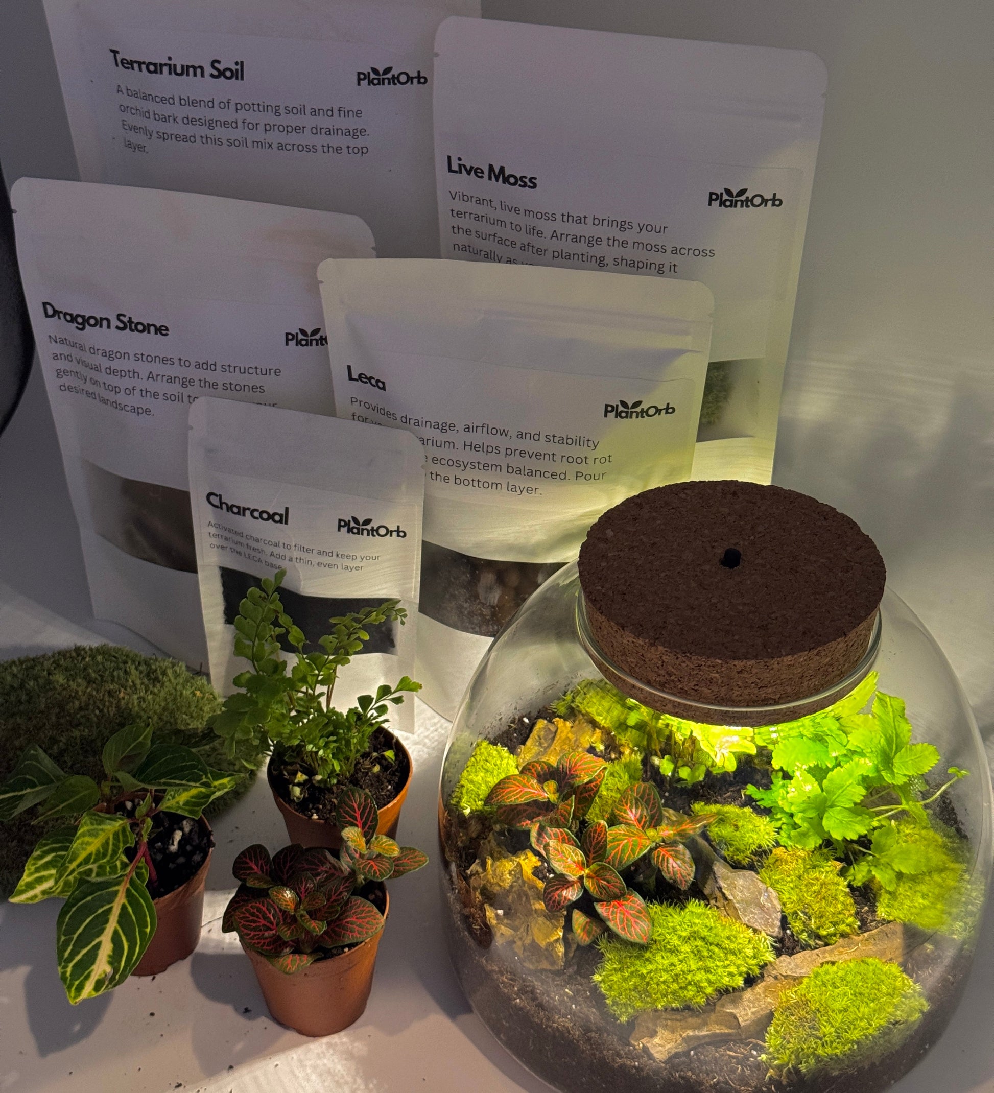 plant terrarium kit with light Light Up Terrarium Kit