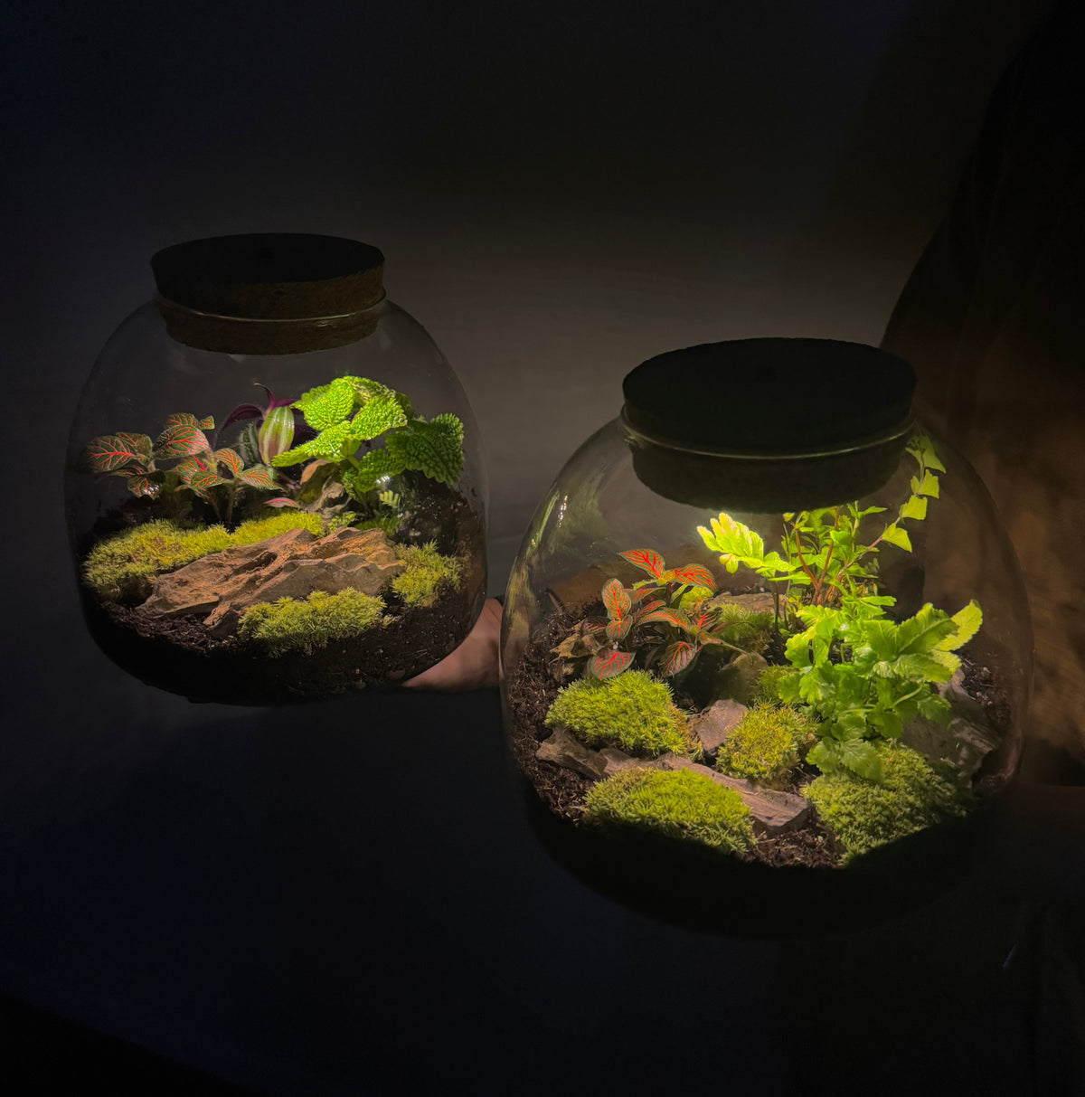 Light Up Terrarium Kits - Self Sustaining Ecosystems – PlantOrb