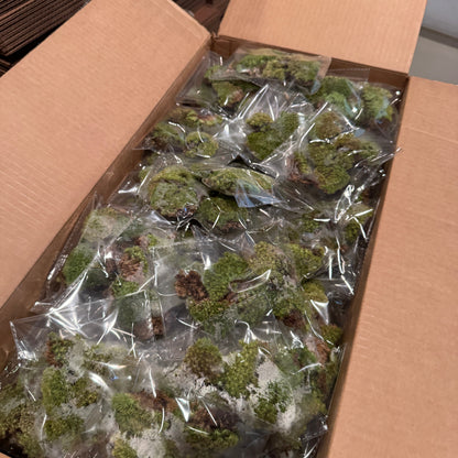3 Plant Assortment & Cushion Moss