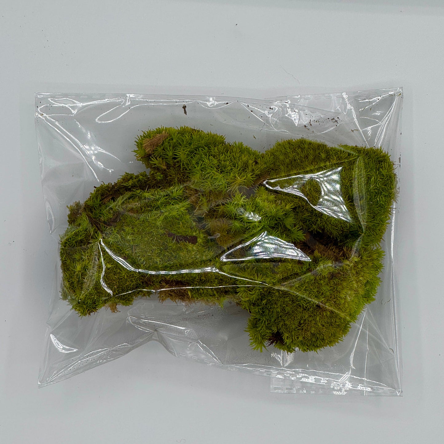 3 Plant Assortment & Cushion Moss