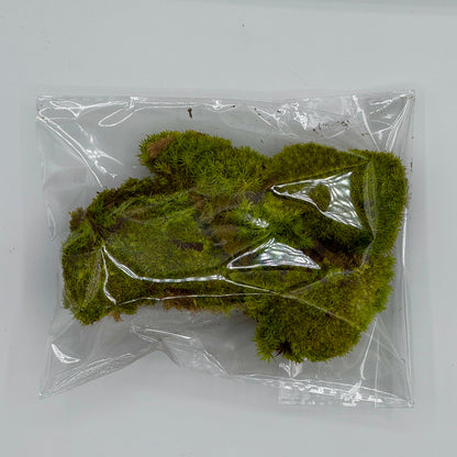 3 Plant Assortment & Cushion Moss