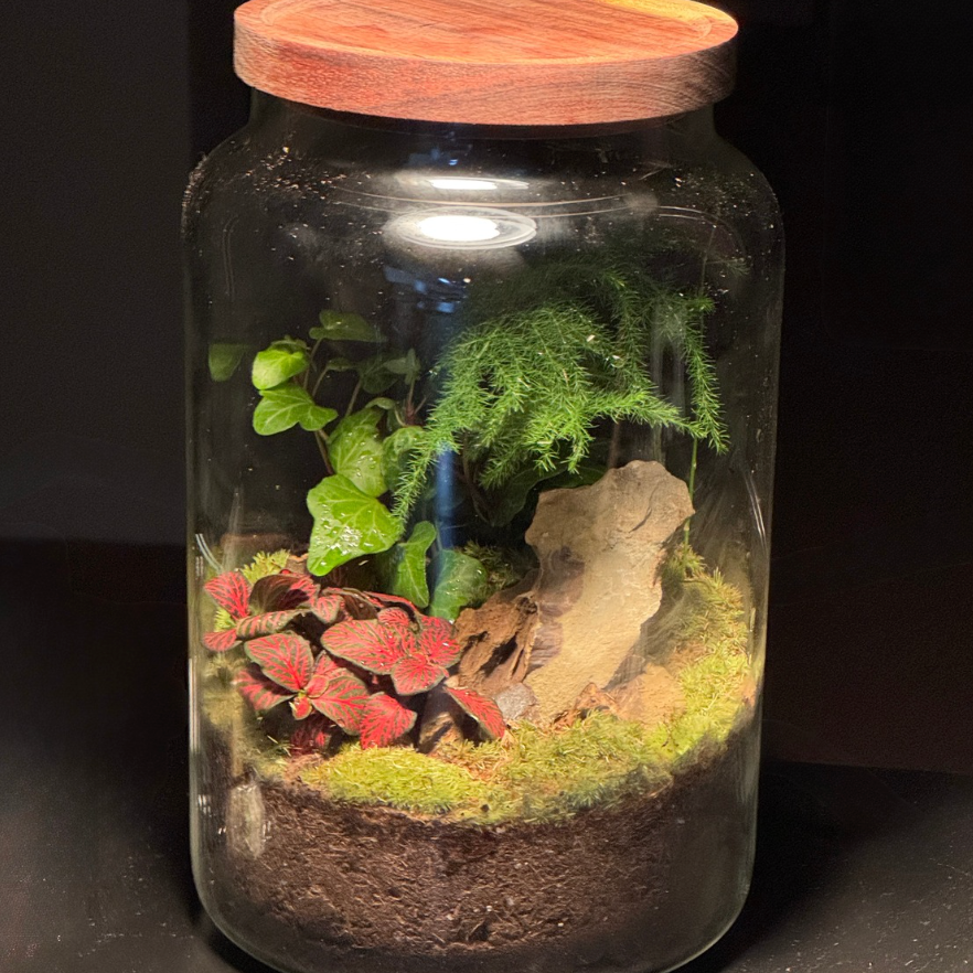 Light Up Terrarium Kit