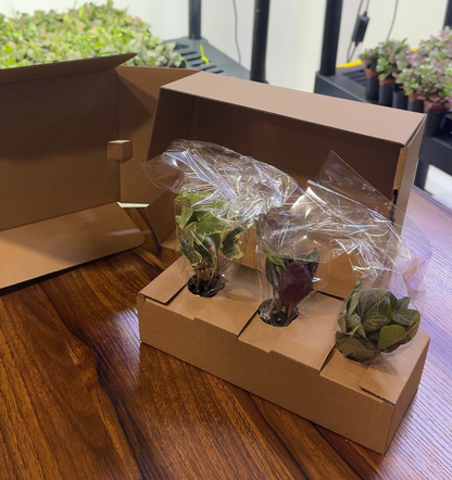 3 Plant Assortment & Cushion Moss