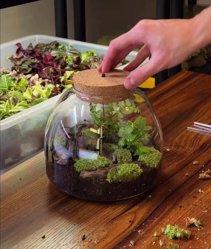 Light Up Terrarium Kit